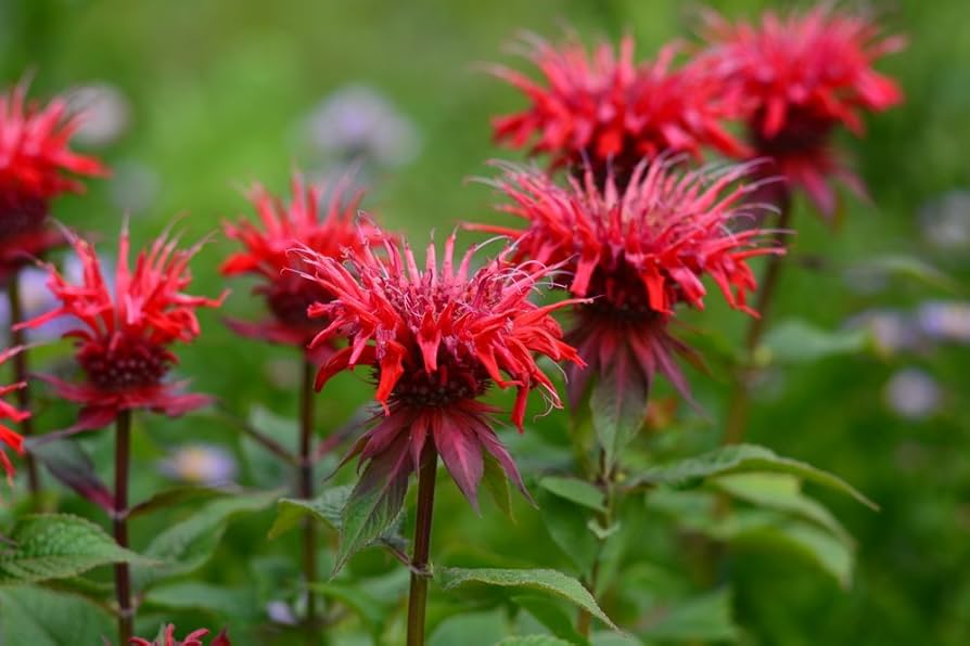 Monarda Flower seeds for Planting - Compact Growth, Heirloom & GMO Free Seeds for Home Garden
 
 Sale for planting in home garden