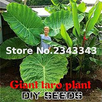 Green Alocasia Flower seeds for Planting - Seasonal Bloomer, Heirloom & GMO Free Seeds for Home Garden
 
 Sale for planting in home garden.