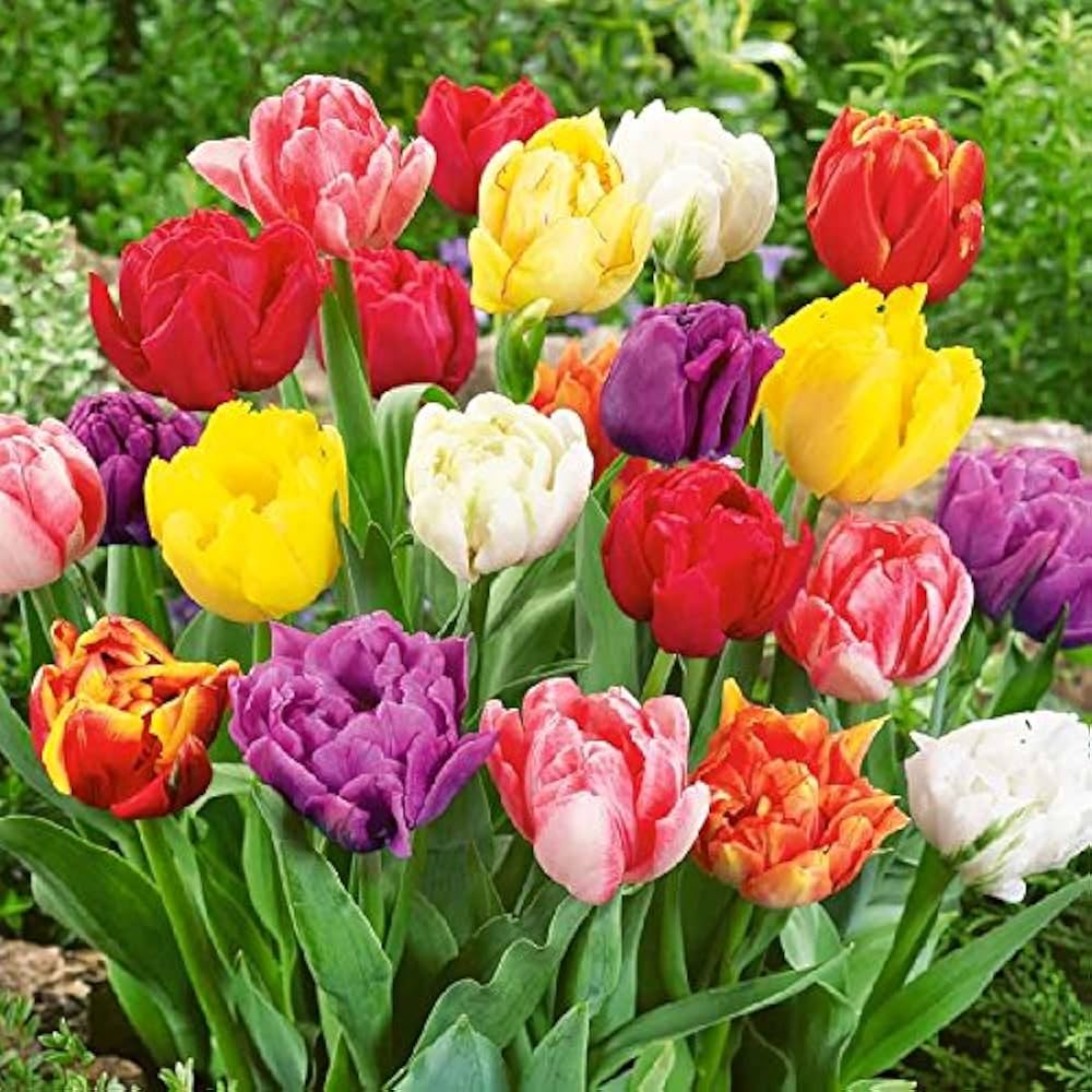 Double Tulip Tulipa spp. Seeds for planting in flower bed