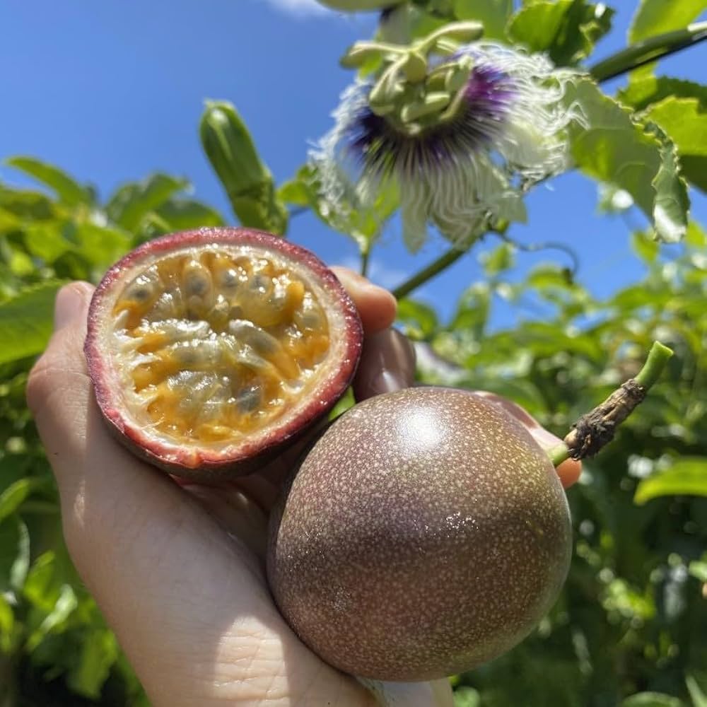 Passion Fruit Seeds Passiflora edulis for planting in urban garden