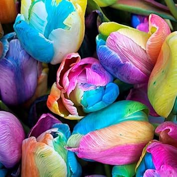 Rainbow Tulip Flower Seeds For Planting