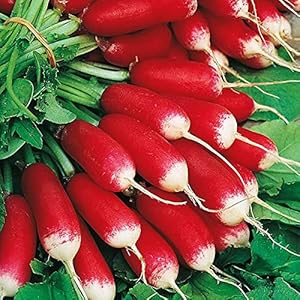 French Breakfast Radish seeds for crisp radishes