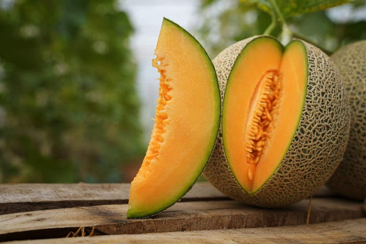 Hami Multan Hami Melon Seeds – Sweet Melons for Urban Gardens