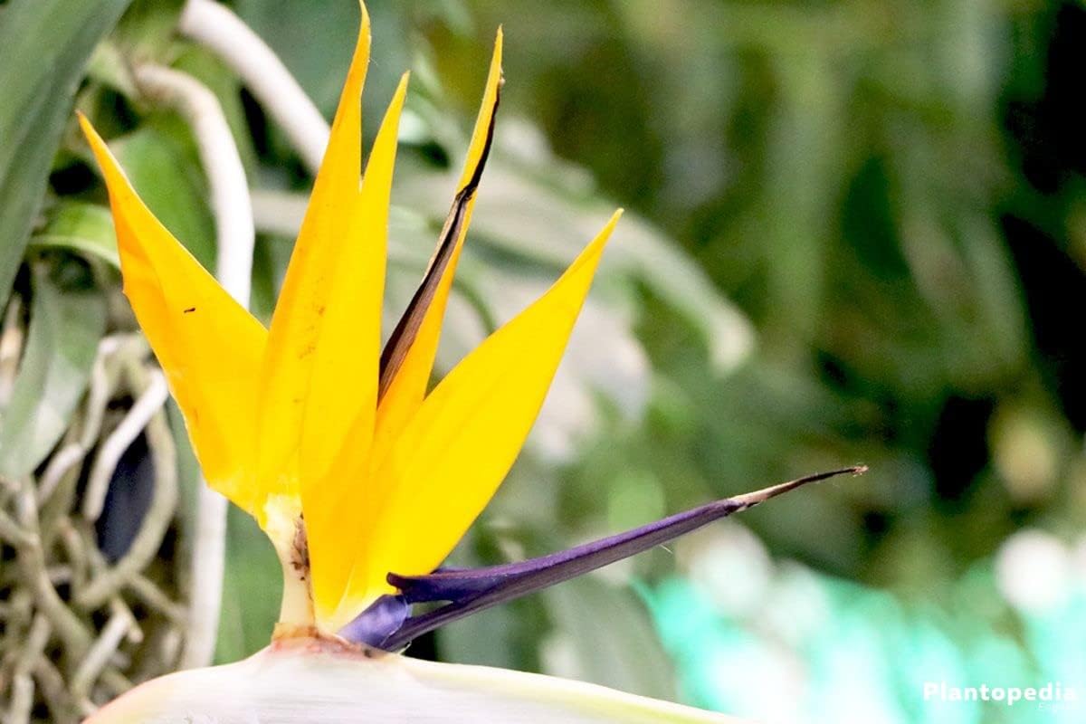 Yellow Strelitzia Flower seeds for Planting - Sun Loving, Heirloom & GMO Free Seeds for Home Garden
 
 Sale for planting in home garden.