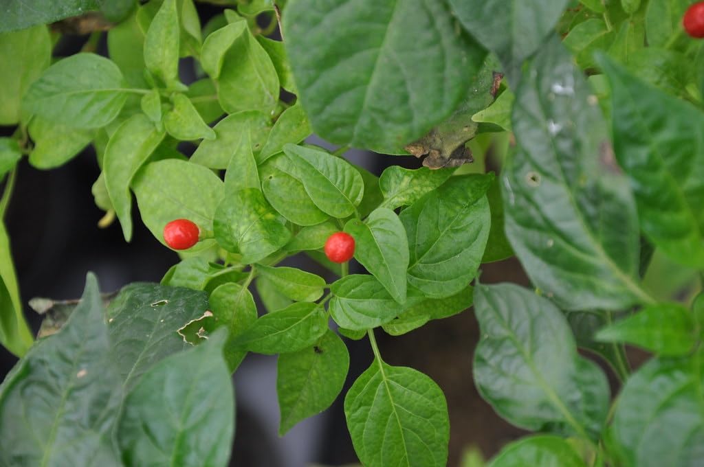 Ulupica Hot Pepper Planting Seeds - Premium Quality Vegetable For Spicy Culinary Delights