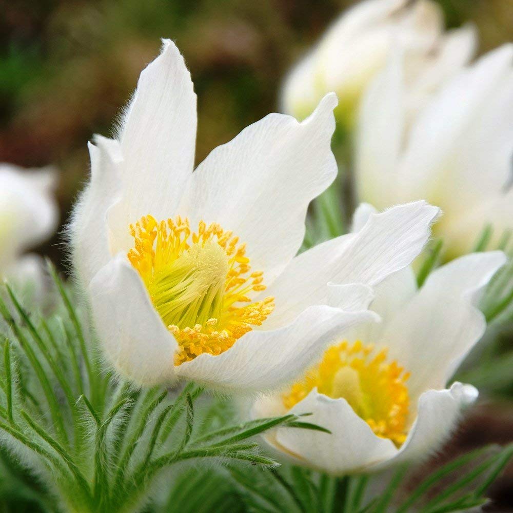 White Anemone Pulsatilla Seeds For Planting Flower