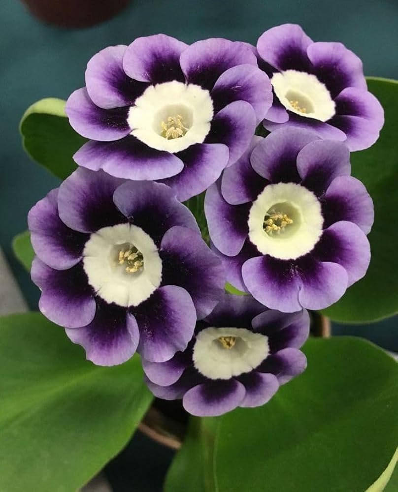 Violet Primrose Flower seeds for Planting - Garden Favorite, Heirloom & GMO Free Seeds for Home Garden
 
 Sale for planting in home garden.