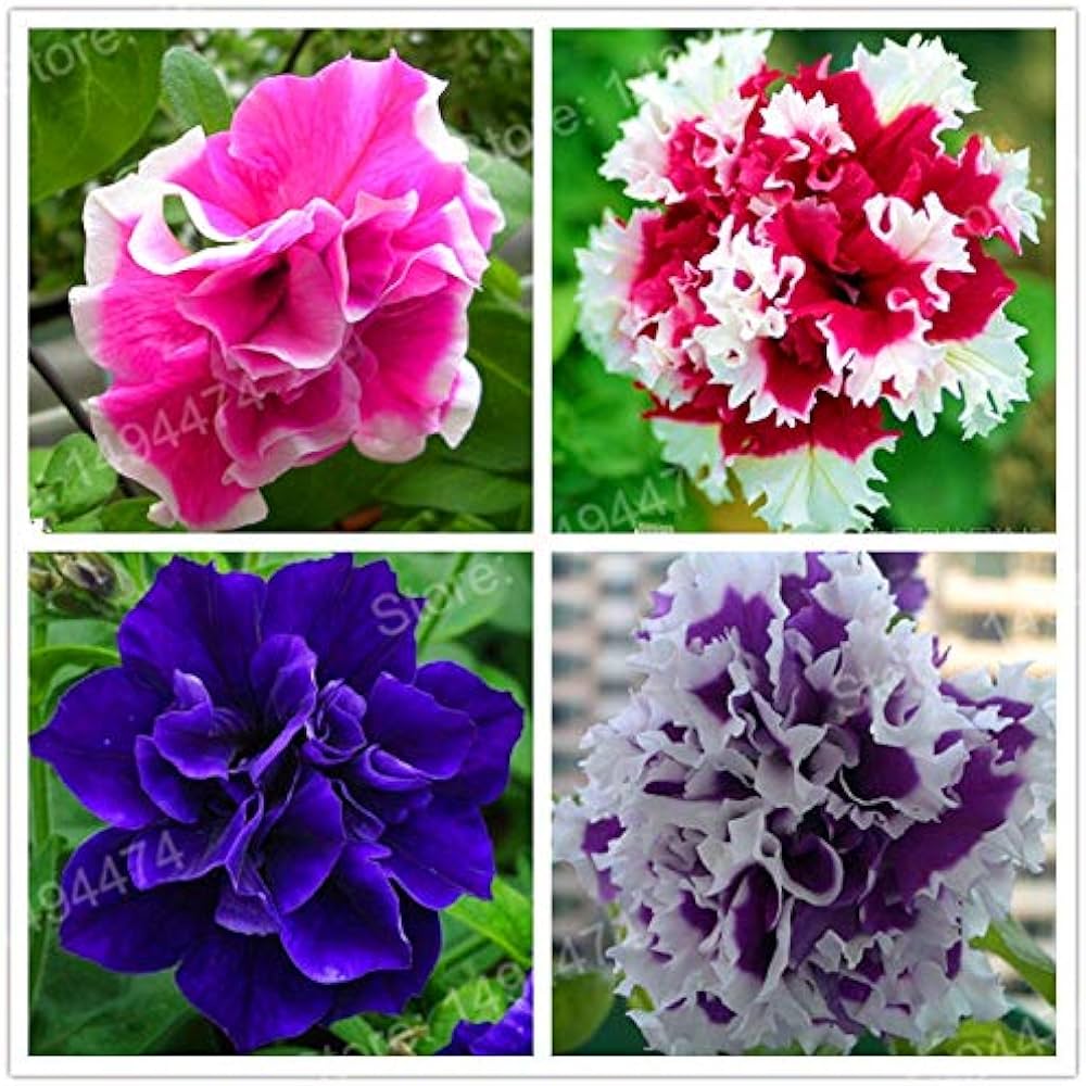 EZ Rider Frilly Ruffle Mix Petunia seeds for frilly garden blooms
