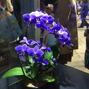 Pink Amaryllis Flower Seeds Wildflower Mix Heirloom & GMO Free Seeds for Home Garden
 
 Sale for planting in home garden