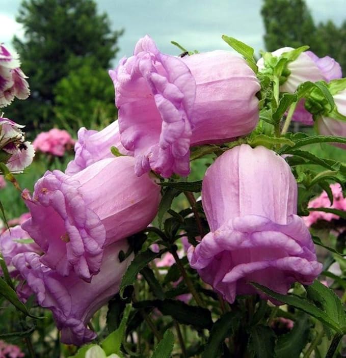 Canterbury Bells Cup & Saucer Mix Seeds | Premium Flower For Gardens Perfect Planting Outdoors