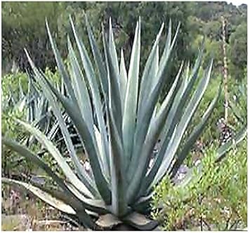 Green Agave Kerchovei Flower seeds for Planting - Colorful Display, Heirloom & GMO Free Seeds for Home Garden
 
 Sale seeds for home garden