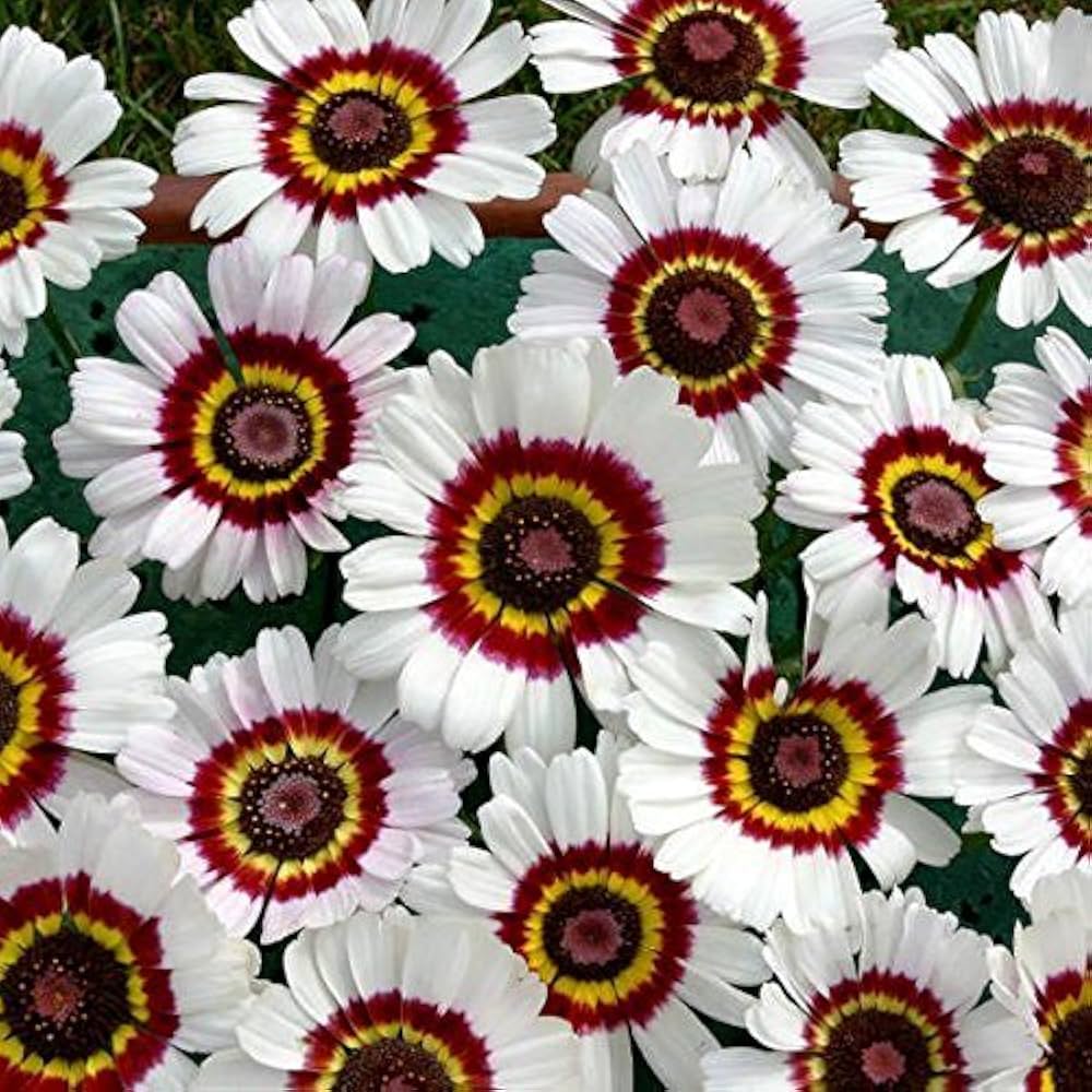 Painted Daisy Mix Tanacetum coccineum for planting in flower bed