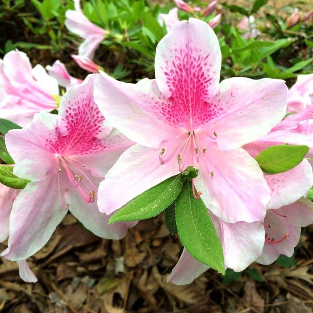 Azalea Seeds For Planting - Pink & White Blooms A Beautiful Garden