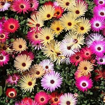 Mixed Ice Plant Flower seeds for Planting - Seasonal Bloomer, Heirloom & GMO Free Seeds for Home Garden
 
 Sale seeds for planting in home garden