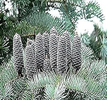Abies Concolor Flower seeds for Planting - Cottage Garden Essential, Heirloom & GMO Free Seeds for Home Garden
Sale for planting in home garden