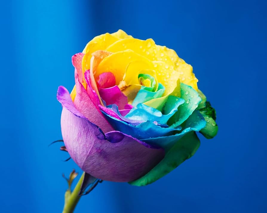 Rosen Mischsaatgut Rare Bonsai Rainbow Rose Mix Seeds for vibrant blooms