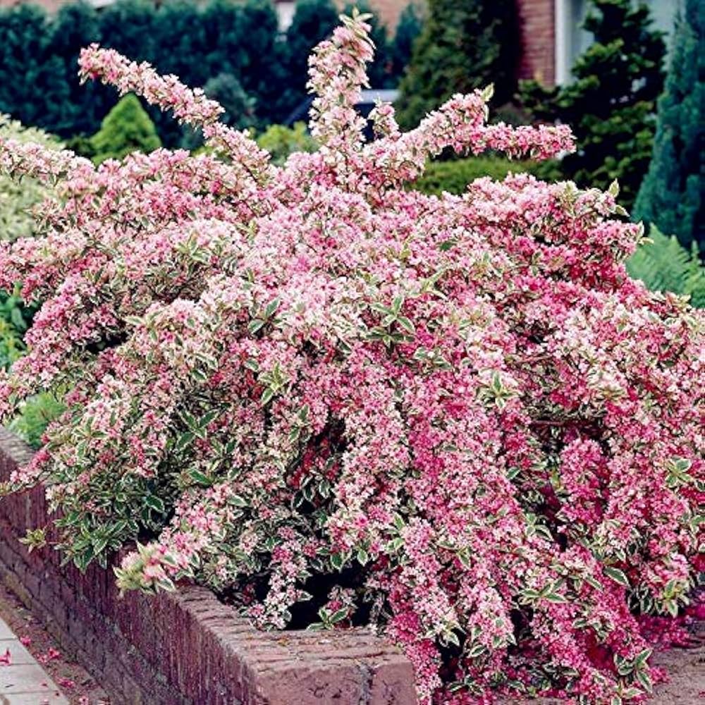 Mixed Weigela Seeds For Planting Flower