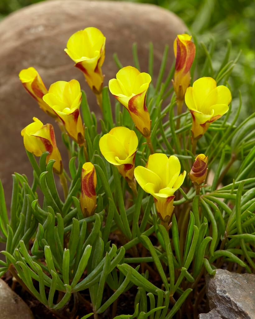 Blue White Gloxinia Flower Seeds Vibrant Colors Heirloom & GMO Free Seeds for Home Garden
 
 Sale for planting in home garden