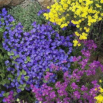 Rock Cress Flower Seeds Multi Colour Planting