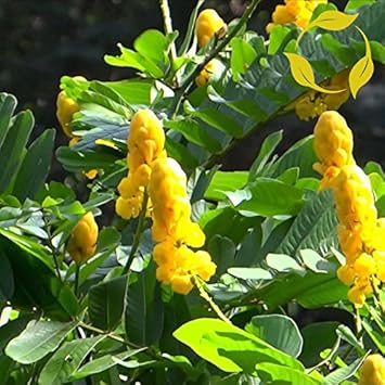 Yellow Candlestick Flower seeds for Planting - Pollinator Friendly, Heirloom & GMO Free Seeds for Home Garden
 
 Sale seeds for planting in home garden