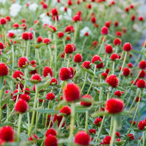 Gomphrena (Gomphrena Flower) seeds for planting in home garden