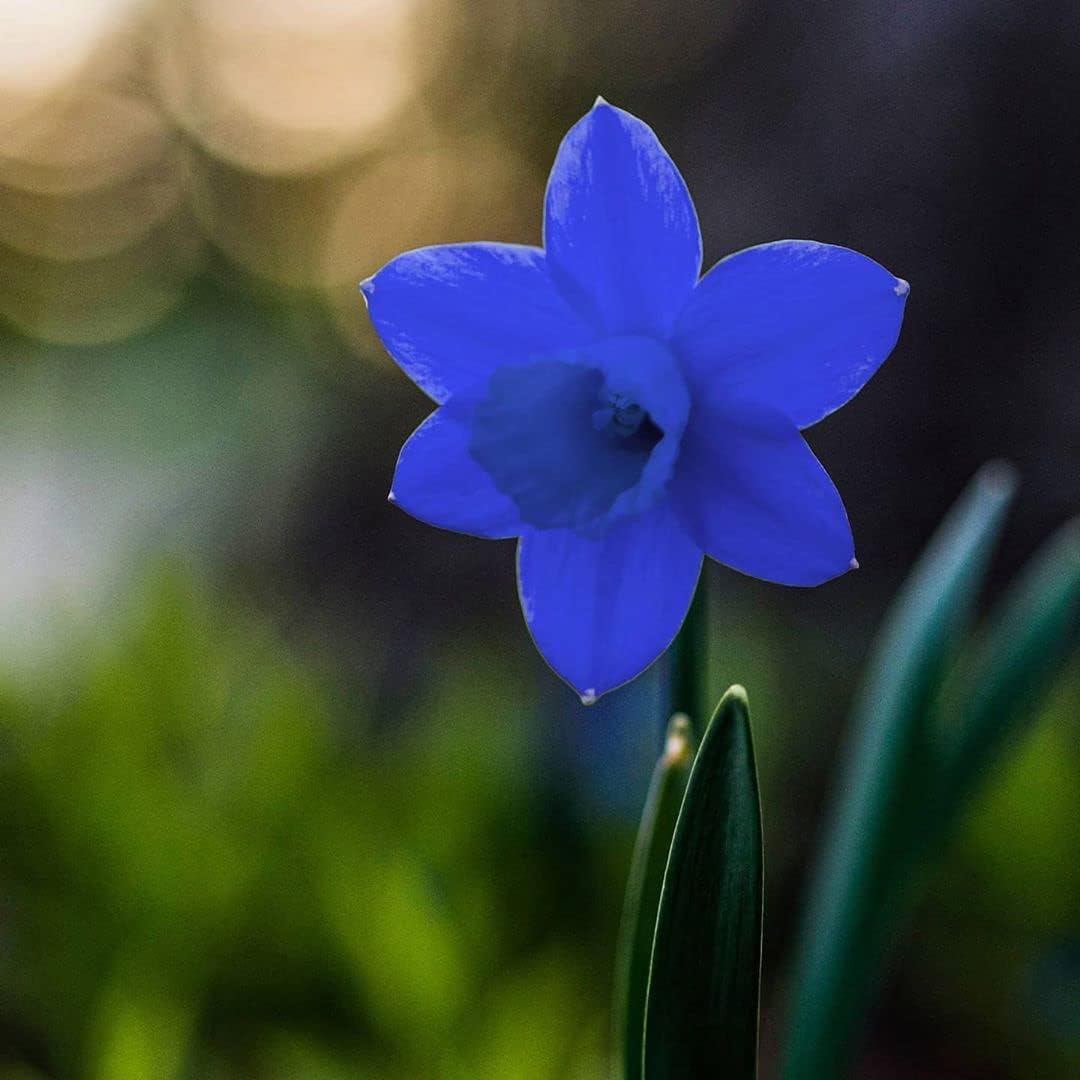 Blue Daffodil Flower seeds for Planting Vibrant Colors Heirloom & GMO Free Seeds for Home Garden 
 
 Sale for planting in home garden
