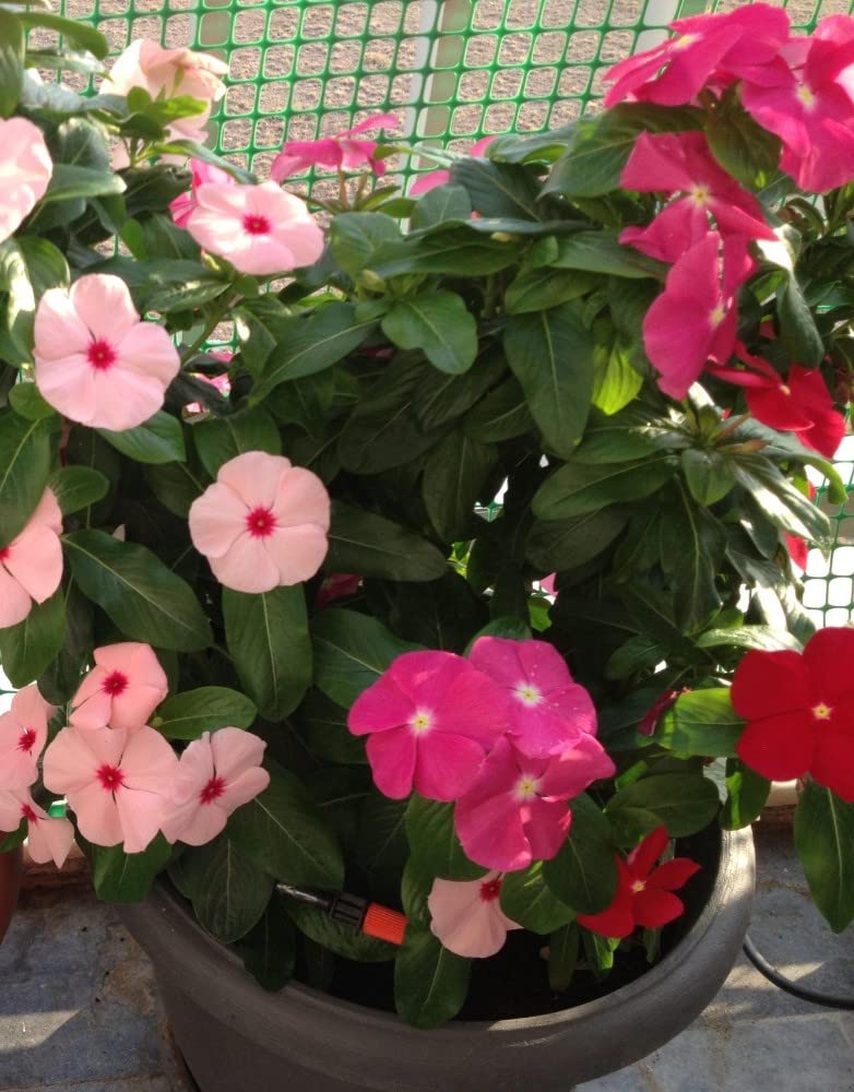 Vinca Pacifica XP Bold Mix flower seeds for garden color