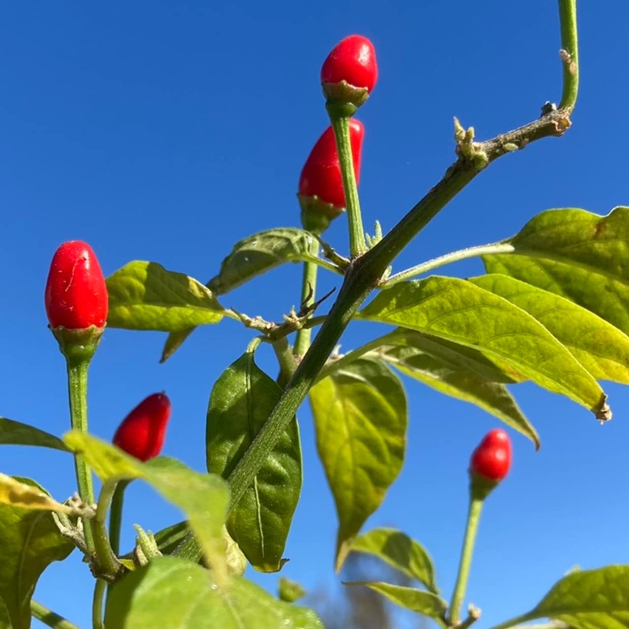 Chile Piquin Capsicum annuum for planting in vegetable patch