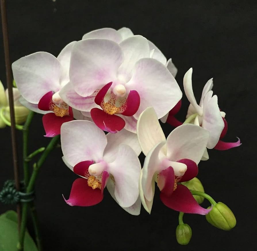 Phalaenopsis White Pink Flower seeds for Planting - Wildflower Mix, Heirloom & GMO Free Seeds for Home Garden
 
 Sale for planting in home garden.