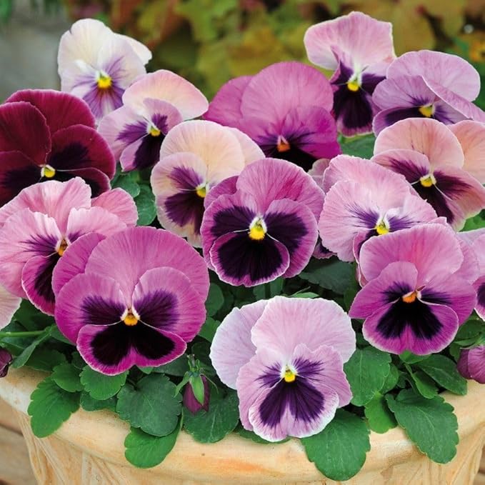 Pansy (Pansy Flower) seeds for planting in home garden