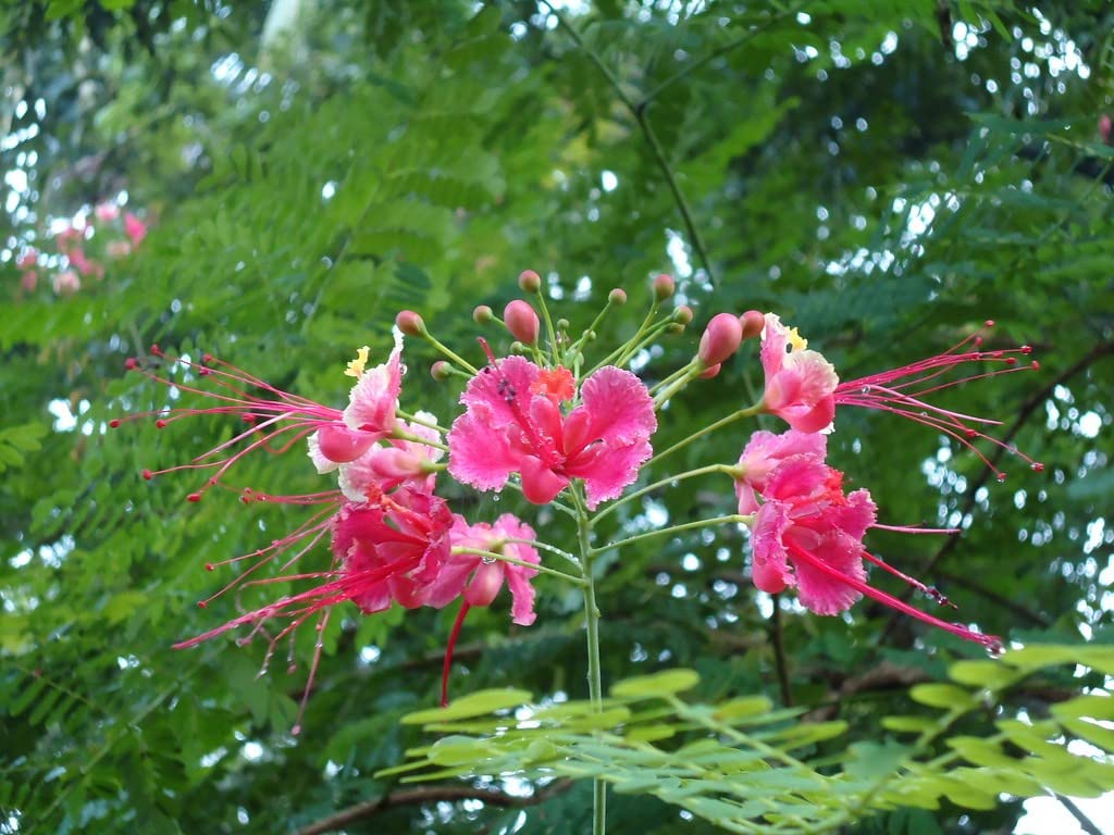 Pink Caesalpinia Flower seeds for Planting Pollinator Friendly Heirloom & GMO Free Seeds for Home Garden 
 
 Sale for planting in home garden