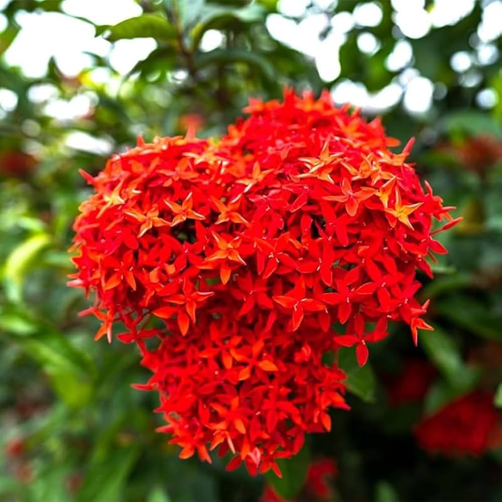 Ixora Coccinea flower seeds for planting in tropical flower beds