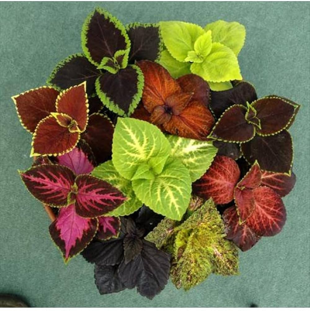 Coleus Plectranthus scutellarioides for planting in shaded container