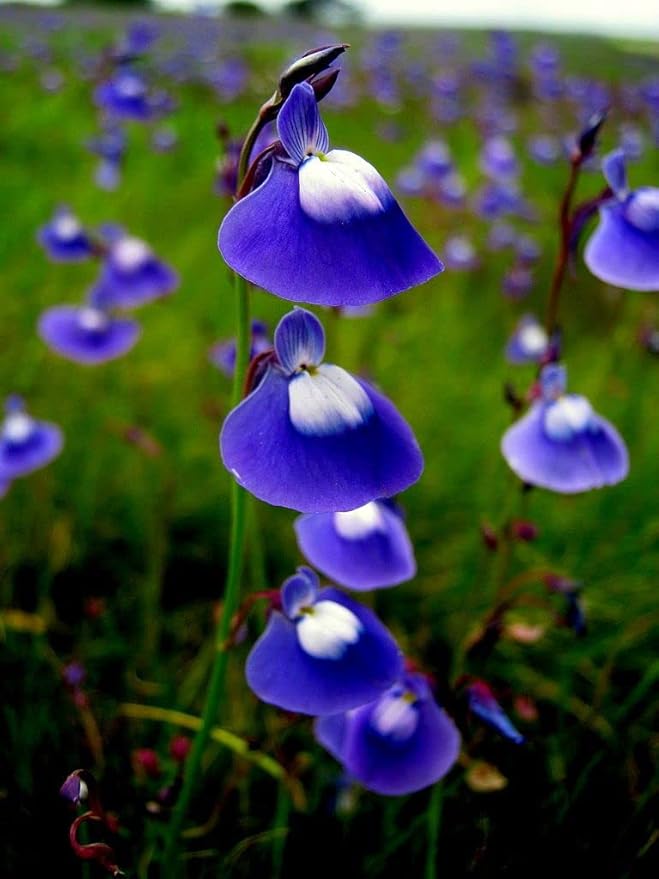 Blue Bladderwort Flower seeds for Planting - Low Maintenance, Heirloom & GMO Free Seeds for Home Garden
 
 Sale seeds for home garden