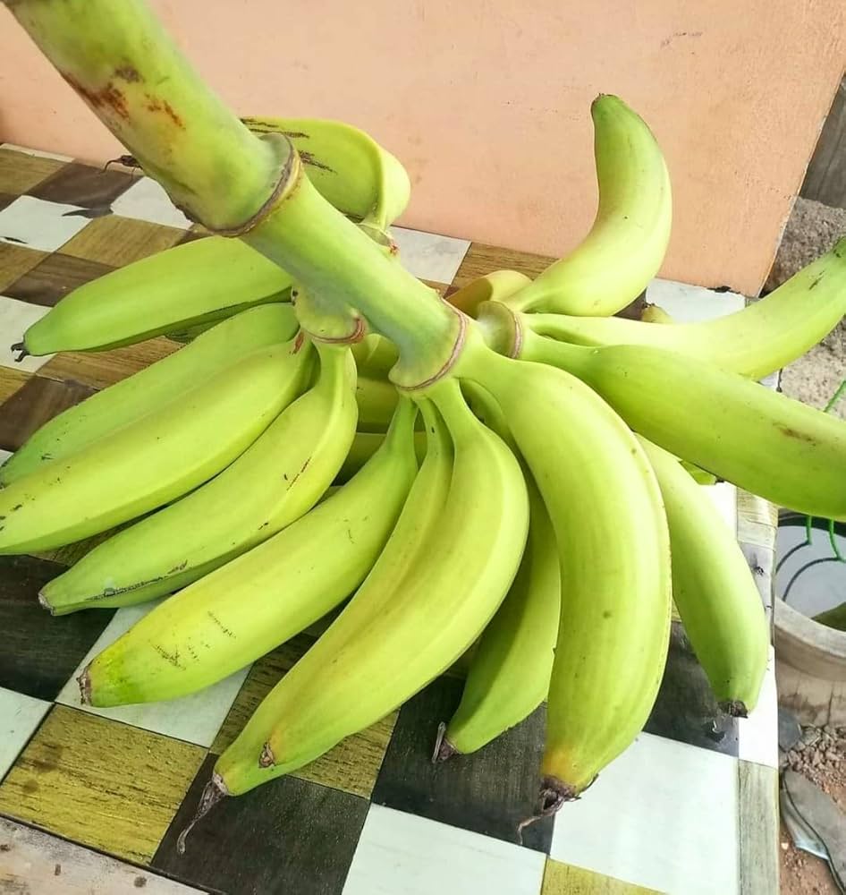 Plantain Banana Musa paradisiaca for planting in tropical garden