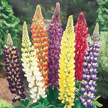 Lupine Mixed Flower seeds for Planting - Perfect for Borders, Heirloom & GMO Free Seeds for Home Garden
 
 Sale for planting in home garden