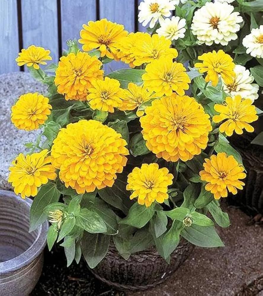 Yellow Zinnia Flower Seeds For Vibrant Planting