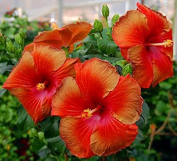 Baby Pink Astilbe Flower Seeds – Long Bloom Season Heirloom & NonGMO Seeds for Home Garden
 
 Sale for planting in home garden