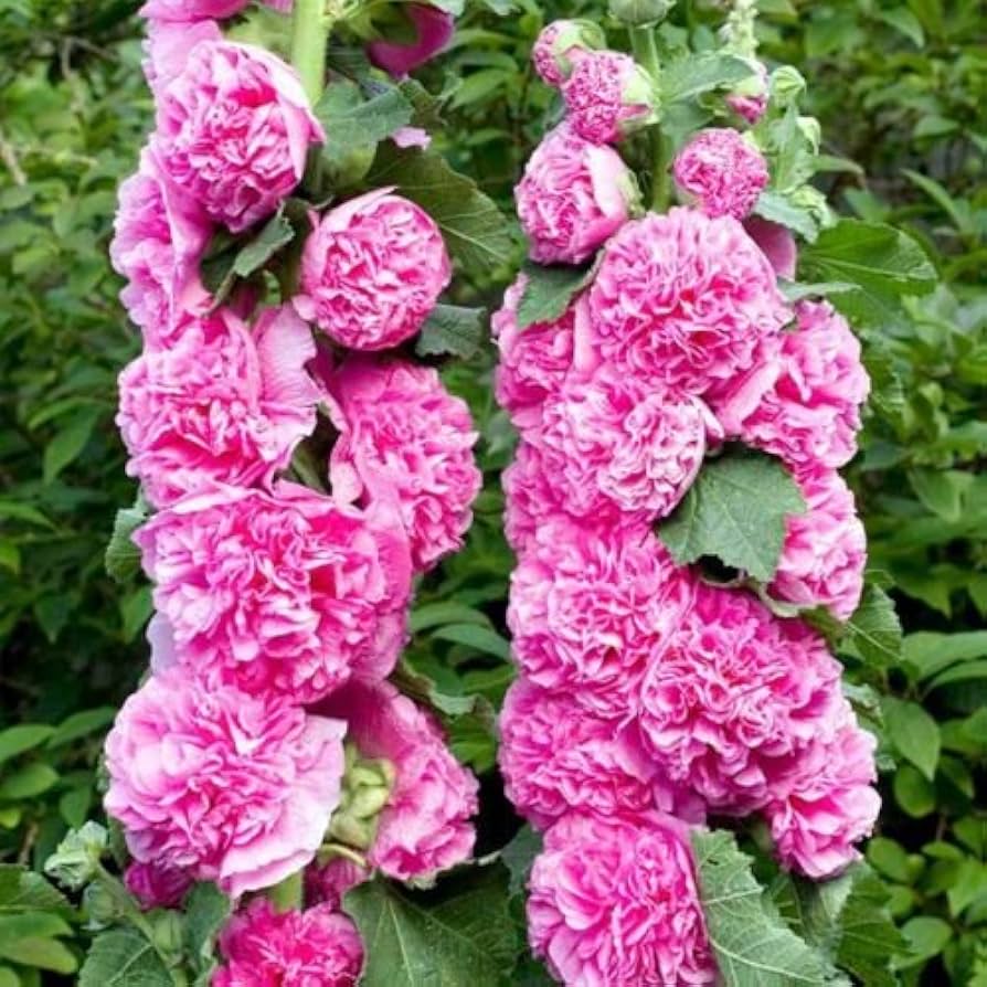 Hollyhock Chater Bright Pink seeds for planting cottage garden
