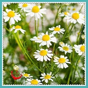 White German Fragrant Flower seeds for Planting - Seasonal Bloomer, Heirloom & GMO Free Seeds for Home Garden
 
 Sale for planting in home garden.