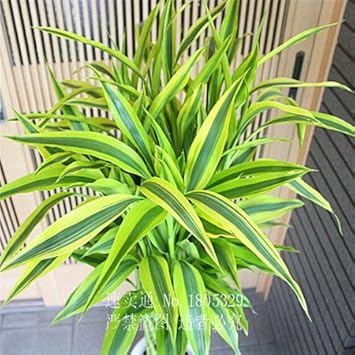 Green Dracaena Fargans Flower seeds for Planting - Long Bloom Season, Heirloom & GMO Free Seeds for Home Garden
 
 Sale seeds for planting in home garden