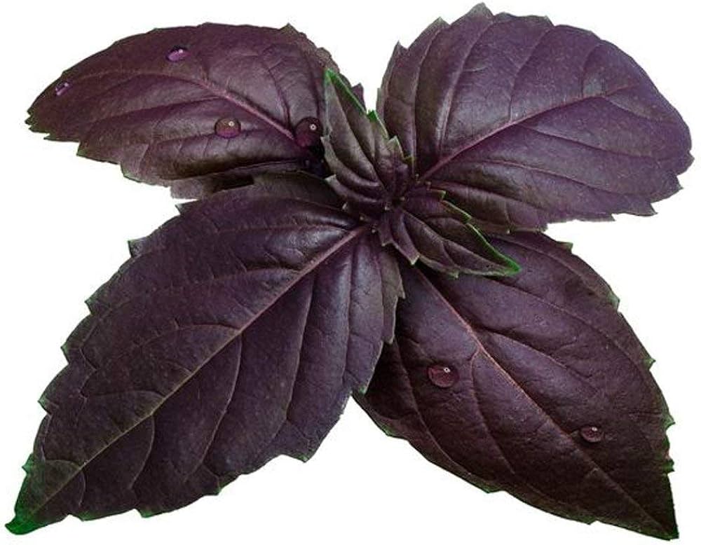 Purple Basil seeds for fragrant basil