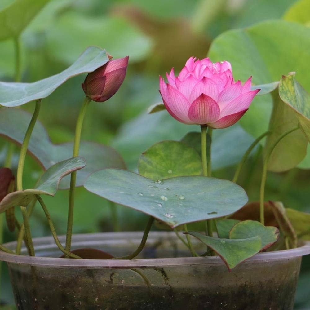 Mini Fall Lotus Mini Lotus Seeds – Nymphaea spp for Your Water Garden
