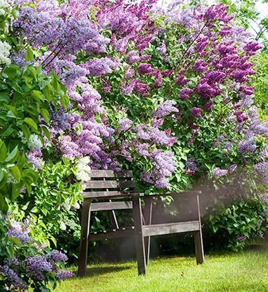 Lilac Syringa vulgaris for planting in flower bed