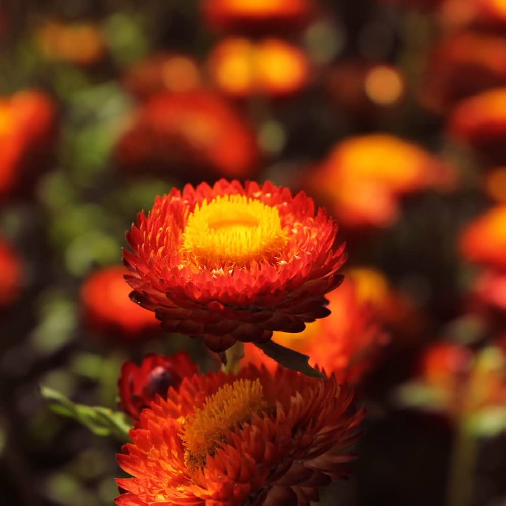 Red Yellow Strawflower Seeds Planting Dried Blooms Flower