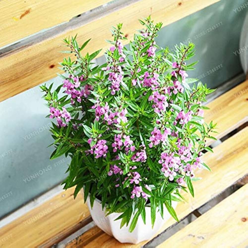 Angelonia Salicariifolia Humb Seeds