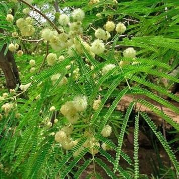 Green Desert Fern Flower seeds for Planting - Compact Growth, Heirloom & GMO Free Seeds for Home Garden
 
 Sale for planting in home garden.