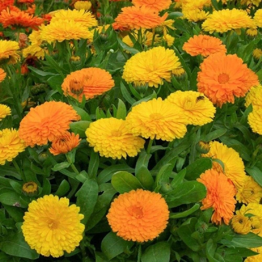 Calendula Triangle Flower Seeds re-seeding annual