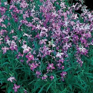 Lavender-Scented Evening Stock seeds for fragrant blooms