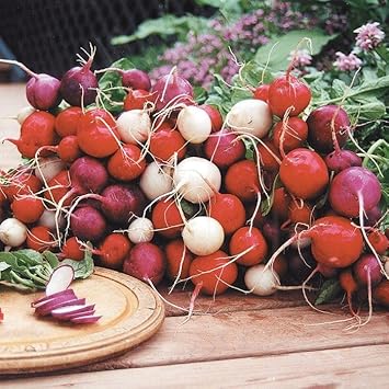 Easter Egg Radish Seeds - Colorful Planting For Vibrant Harvests Vegetable Seeds